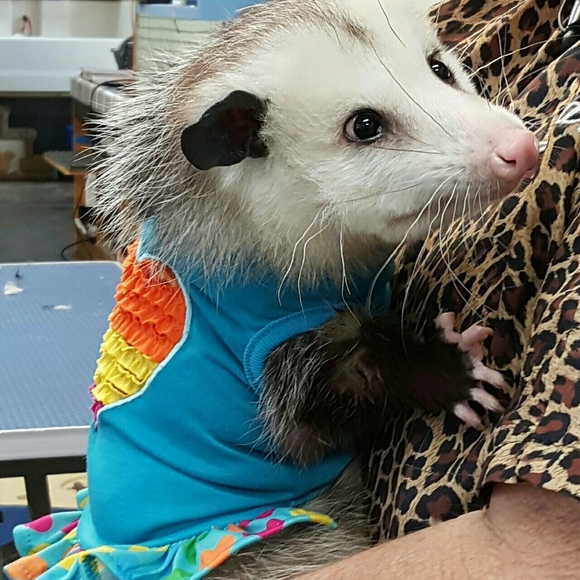 Meet your Posher, P.j. - Picture 10 of 11